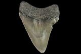 Juvenile Megalodon Tooth - Georgia #101429-1